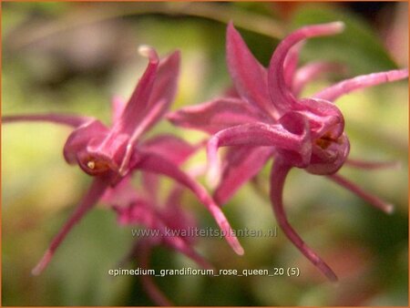 Epimedium grandiflorum &#39;Rose Queen&#39;