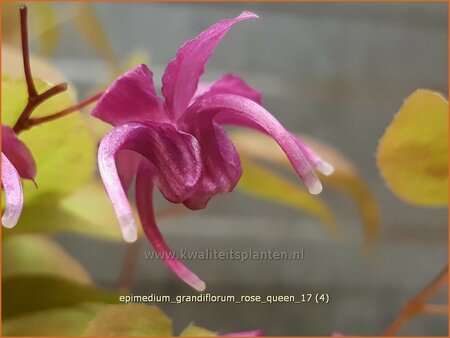 Epimedium grandiflorum &#39;Rose Queen&#39;