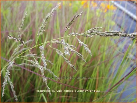 Eragrostis curvula &#39;Totnes Burgundy&#39;