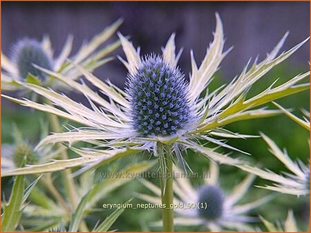 Eryngium &#39;Neptunes Gold&#39;