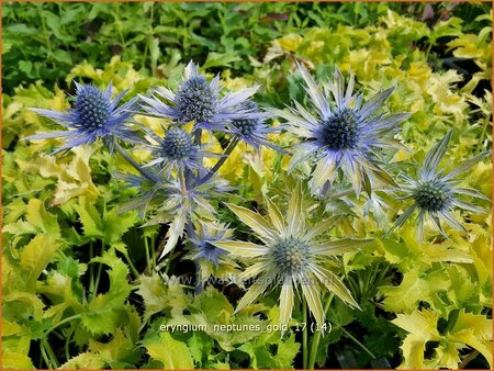 Eryngium &#39;Neptunes Gold&#39;