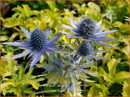 Eryngium &#39;Neptunes Gold&#39;