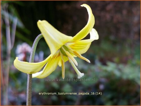 Erythronium &#39;Pagoda&#39;