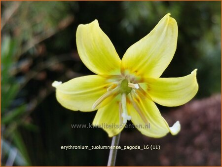 Erythronium &#39;Pagoda&#39;