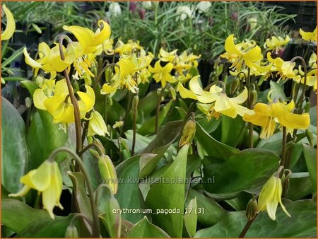 Erythronium &#39;Pagoda&#39;