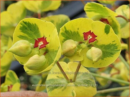 Euphorbia amygdaloides &#39;Ascott Rainbow&#39;