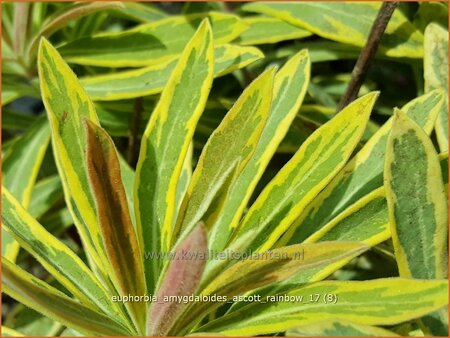 Euphorbia amygdaloides &#39;Ascott Rainbow&#39;