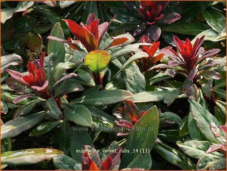 Euphorbia &#39;Velvet Ruby&#39;