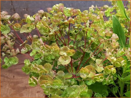 Euphorbia &#39;Velvet Ruby&#39;