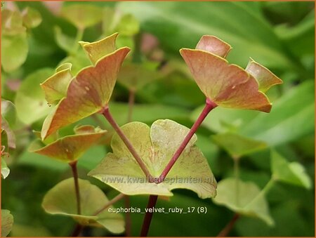 Euphorbia &#39;Velvet Ruby&#39;