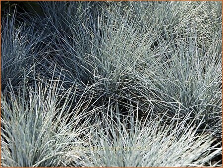 Festuca glauca &#39;Elijah Blue&#39;