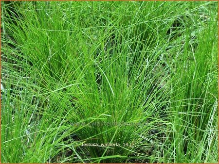 Festuca &#39;Walberla&#39;