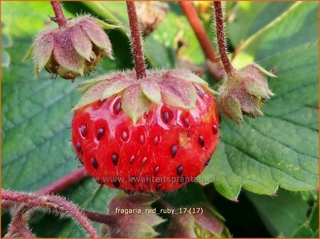 Fragaria &#39;Red Ruby&#39;