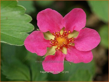 Fragaria 'Red Ruby'