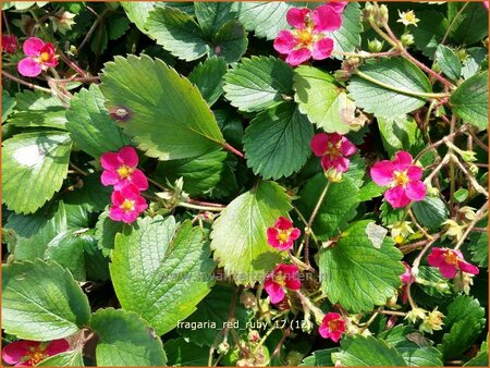 Fragaria 'Red Ruby'