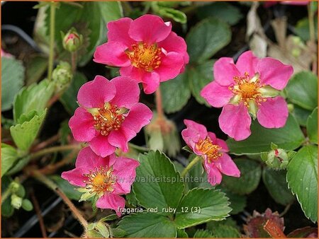 Fragaria &#39;Red Ruby&#39;