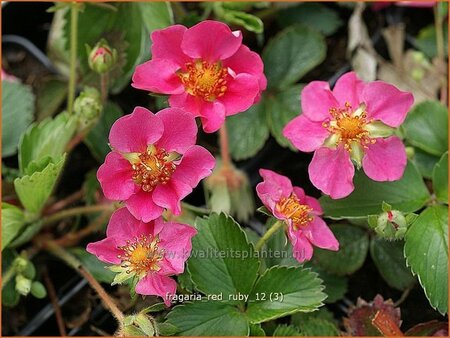 Fragaria 'Red Ruby'