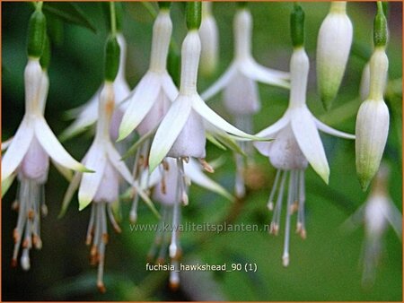 Fuchsia 'Hawkshead'