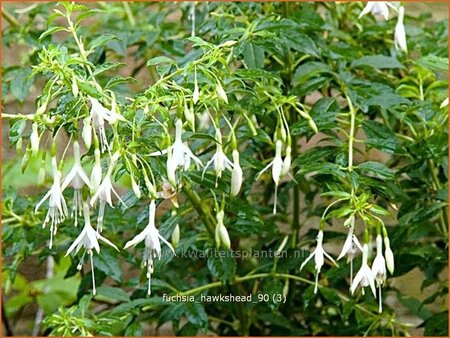 Fuchsia &#39;Hawkshead&#39;