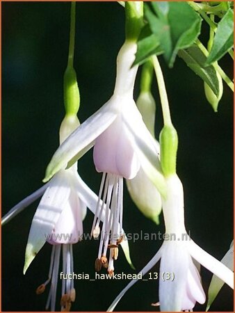 Fuchsia &#39;Hawkshead&#39;