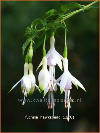 Fuchsia 'Hawkshead'