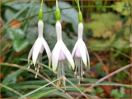 Fuchsia &#39;Hawkshead&#39;