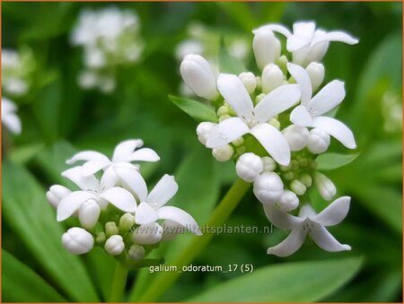 Galium odoratum