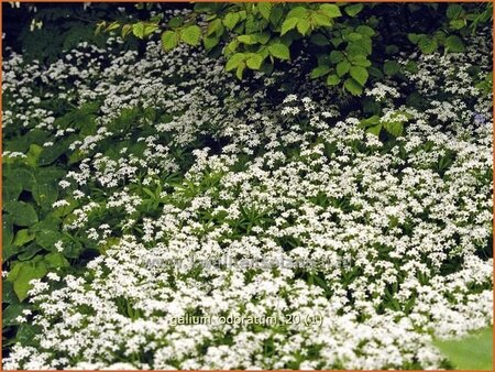 Galium odoratum