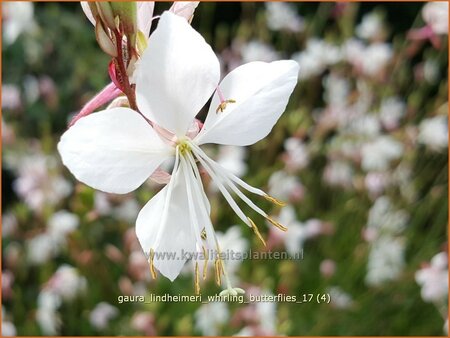 Gaura lindheimeri &#39;Whirling Butterflies&#39;