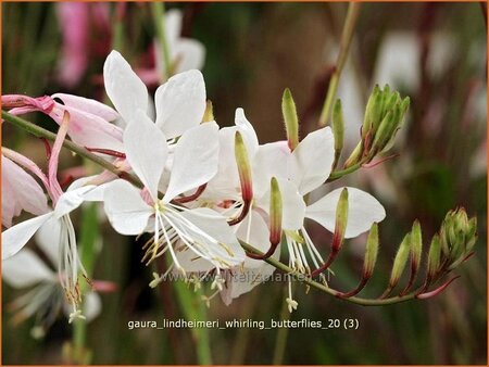 Gaura lindheimeri &#39;Whirling Butterflies&#39;