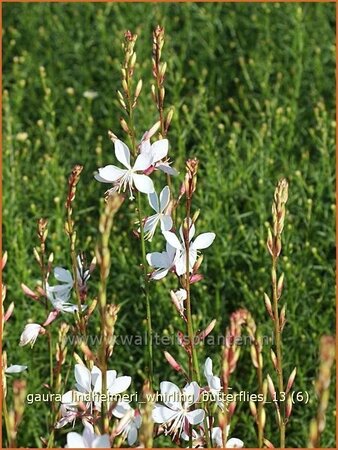 Gaura lindheimeri &#39;Whirling Butterflies&#39;