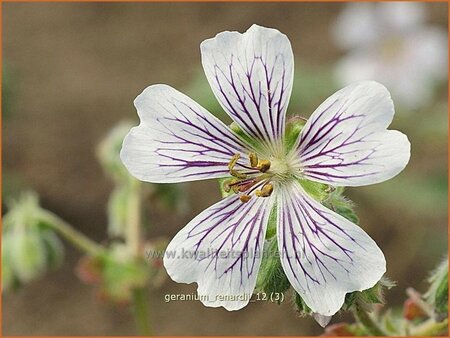 Geranium renardii