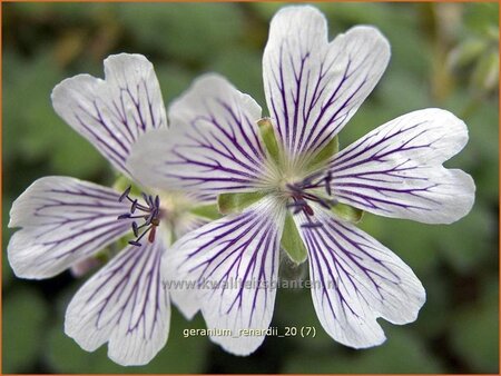 Geranium renardii