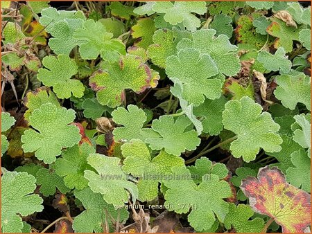 Geranium renardii