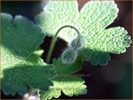 Geranium renardii