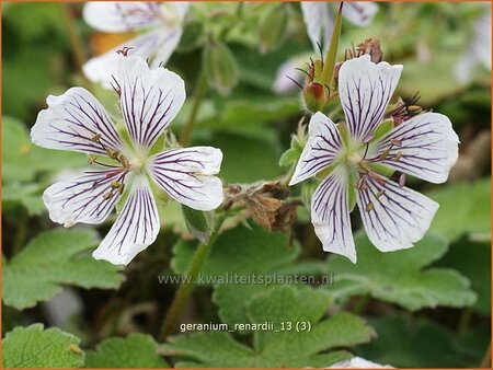 Geranium renardii