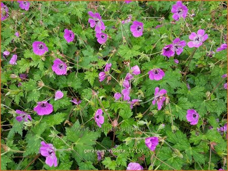Geranium 'Rosetta'