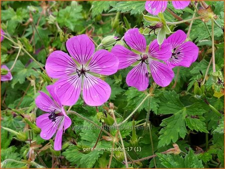 Geranium 'Rosetta'