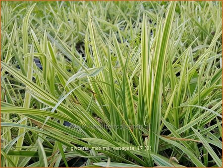 Glyceria maxima &#39;Variegata&#39;