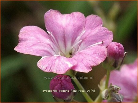 Gypsophila repens &#39;Filou Rose&#39;