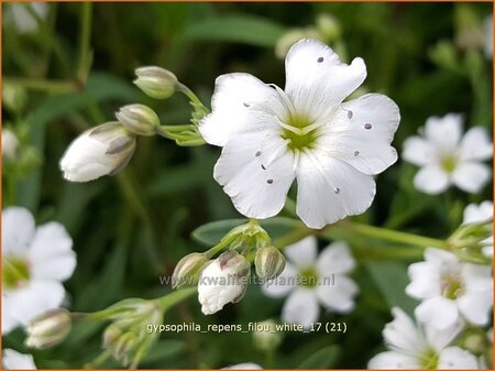Gypsophila repens &#39;Filou White&#39;