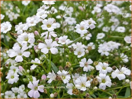 Gypsophila repens &#39;Filou White&#39;