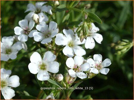 Gypsophila repens &#39;Filou White&#39;