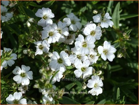 Gypsophila repens &#39;Filou White&#39;