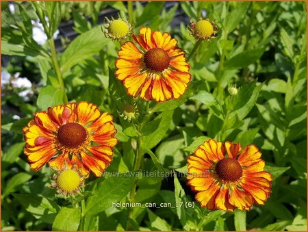 Helenium &#39;Can Can&#39;