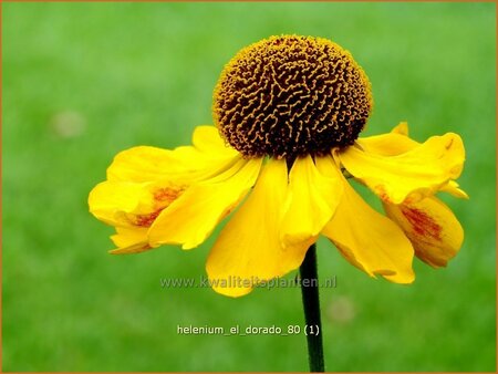 Helenium 'El Dorado'