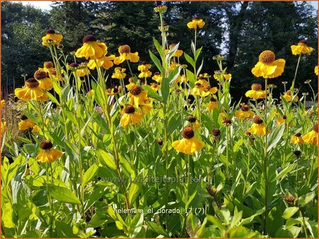 Helenium 'El Dorado'