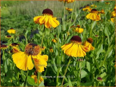 Helenium 'El Dorado'