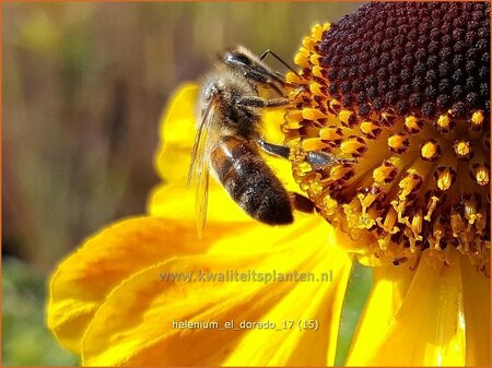 Helenium 'El Dorado'