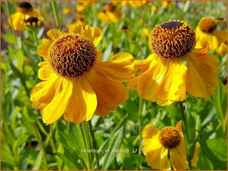 Helenium 'El Dorado'
